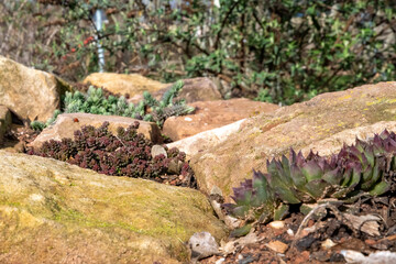 Succulent plants growing on a rock in a garden