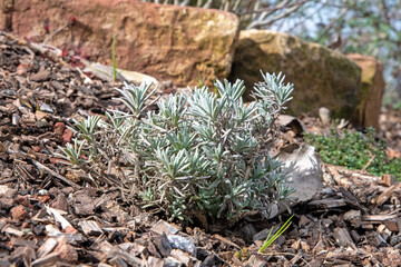A close up shot of a rosemary plant growing on the ground