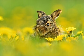 Lepus europaeus european hare cute darling young brown field meadow animal in nature, draw near...
