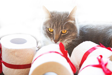 Little cat playing with toilet paper roll. Covid19 concept. Quarantine concept