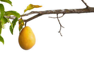 A vibrant yellow mango hanging from a tree branch