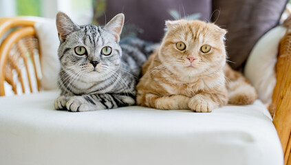 Red Scottish fold and British shorthair silver tabby cats having rest on a sofa in a living room....