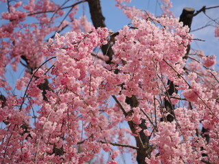 山形県　霞城公園の桜