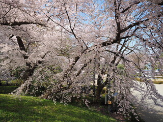 山形県　霞城公園の桜