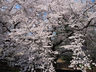 山形県　霞城公園の桜