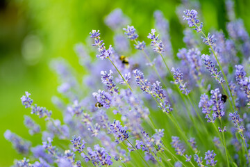 Beautiful lavender flowers blooming in a field at summer. - obrazy, fototapety, plakaty