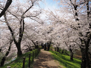 山形県　霞城公園の桜
