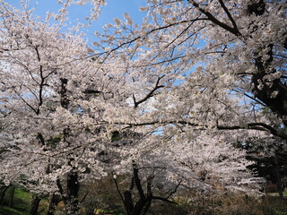 山形県　霞城公園の桜