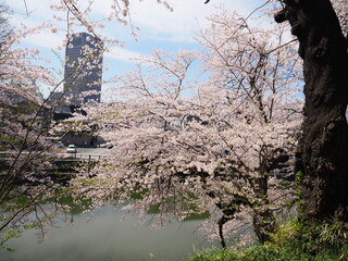 山形県　霞城公園の桜