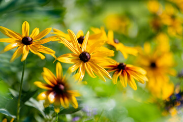Bright yellow flowers of rudbeckia, commonly known as coneflowers or black eyed susans, in a sunny...