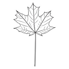 Sugar Maple Tree Leaf Outline