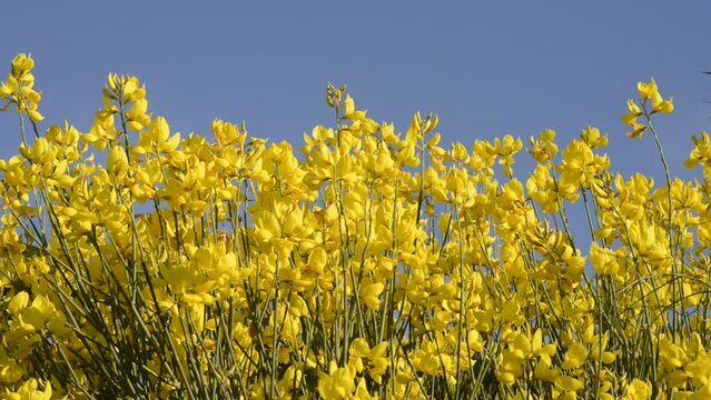gorse flowers waving in the wind 