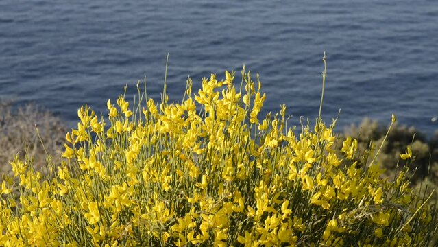 gorse flowers waving in the wind 