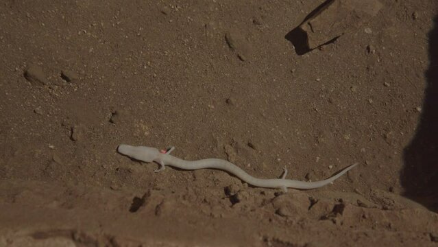 Endemic amphibian olm in its natural habitat. Rare and endangered species. This unique blind creature is found in caves across the Balkans, including Slovenia, Croatia, and Bosnia