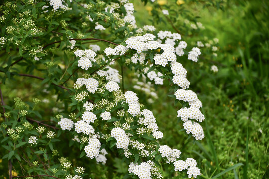 Reeves Spirea