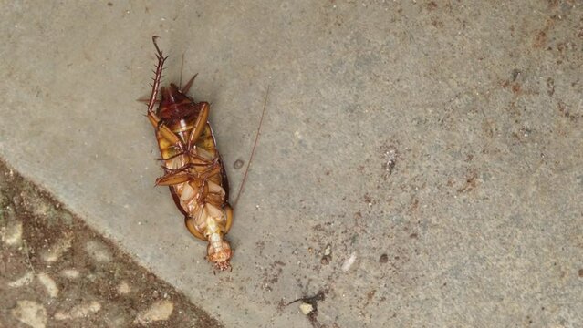 a cockroach on the floor was dying after being sprayed