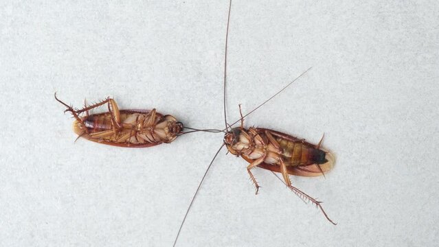 two cockroaches on the floor were dying after being sprayed