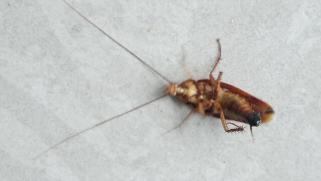 a cockroach on the floor was dying after being sprayed