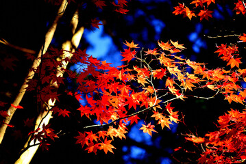 赤と黄色に紅葉したモミジ