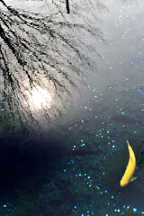 池で泳ぐ金色の鯉