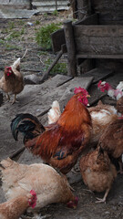 Village rooster among hens