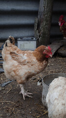 Country chicken drinks water