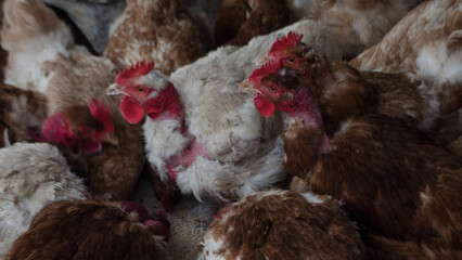 Rural rooster and hen on the farm