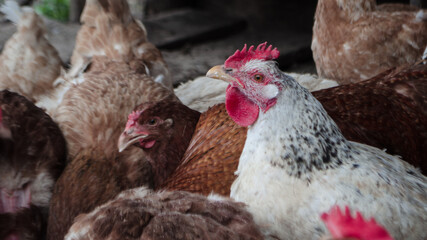 White chicken in the chicken coop