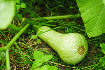 young plant butternut squash on an organic farm