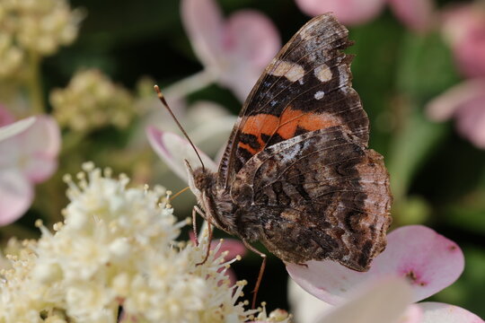 Magnifique vue de profil du papillon Vanessa Atalanta