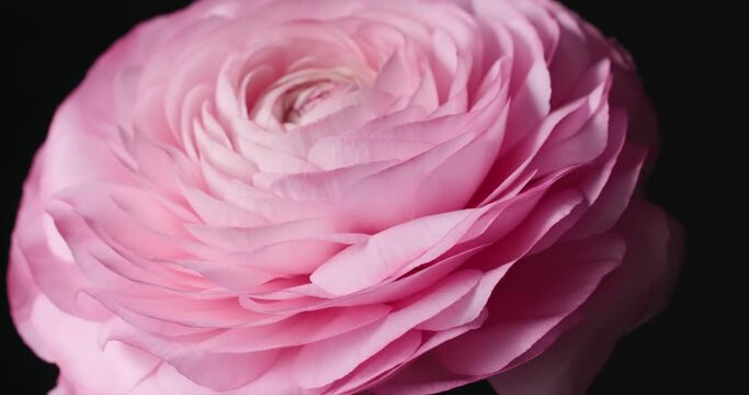 very nice and beautiful pink persian buttercup or Ranunculus flower rotating on black background