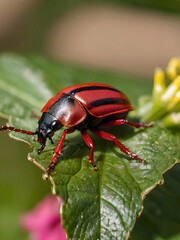Naklejka premium A red and black beetle standing on green leaf