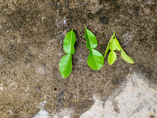 close up of some kaffir lime leaves on the floor © Riza faryunanda