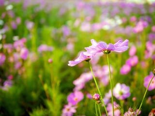 Fototapeta premium Beautiful purple cosmos flowers at cosmos field in moring sunlight. amazing of cosmos flower field landscape in sunset. nature flower background.