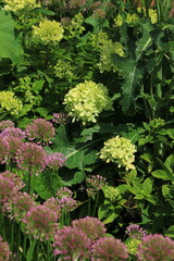 Beautiful hydrangea flowers growing in the garden.