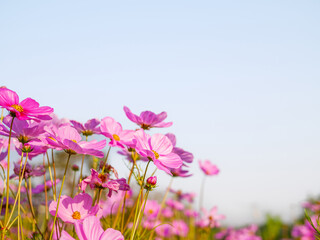 Beautiful cosmos flower field and blue sky. Low angle view nature cosmos flower wallpaper background.