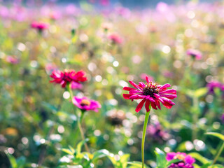 Fototapeta premium Beautiful purple gerbera flowers at cosmos field in moring sunlight. amazing of gerbera flower field landscape. nature gerbera flower background.