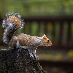 Squirrel in the park of London