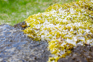 Hail cubes on green moss in the garden close-up. weather anomaly