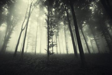 dark forest in fog, spooky halloween landscape