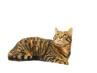 Tabby cat on light background. Studio shot. Cute animal laying down. Home pet.