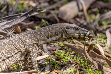 portrait of a goanna in its natural environment (Australia)