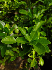 close up of a bunch of kaffir lime leaves on a tree branch