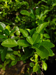Fototapeta na wymiar close up of a bunch of kaffir lime leaves on a tree branch