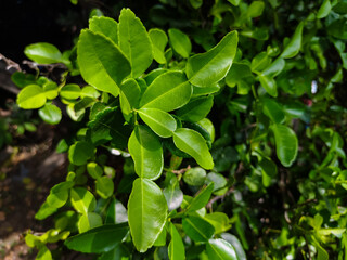 Fototapeta na wymiar close up of a bunch of kaffir lime leaves on a tree branch