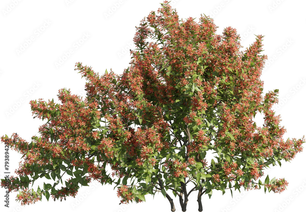 Poster realistic 3d rendering of a tree on transparent background, suitable for architecture visualization,