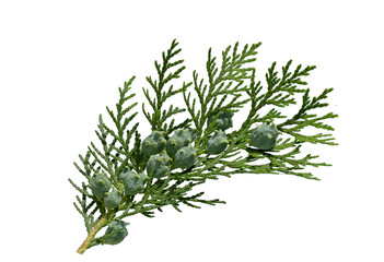 Fototapeta premium A branch of oriental arborvitae (Platycladus orientalis) with its cones