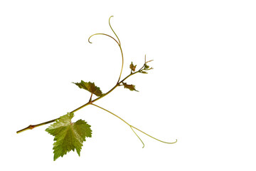 A vine branch making new shoots in spring