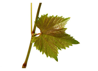 A fresh grapevine leaf detail