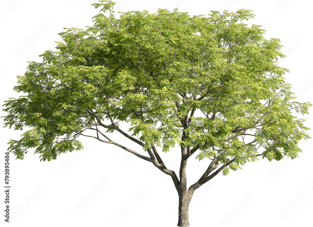 Poster realistic 3d rendering of a tree on transparent background, suitable for architecture visualization,